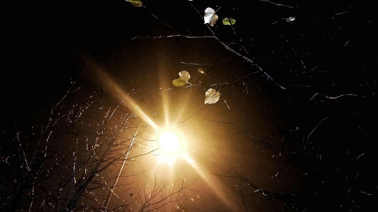 Samsung Galaxy S5 sample photo. Autumn, light, night, tree photography