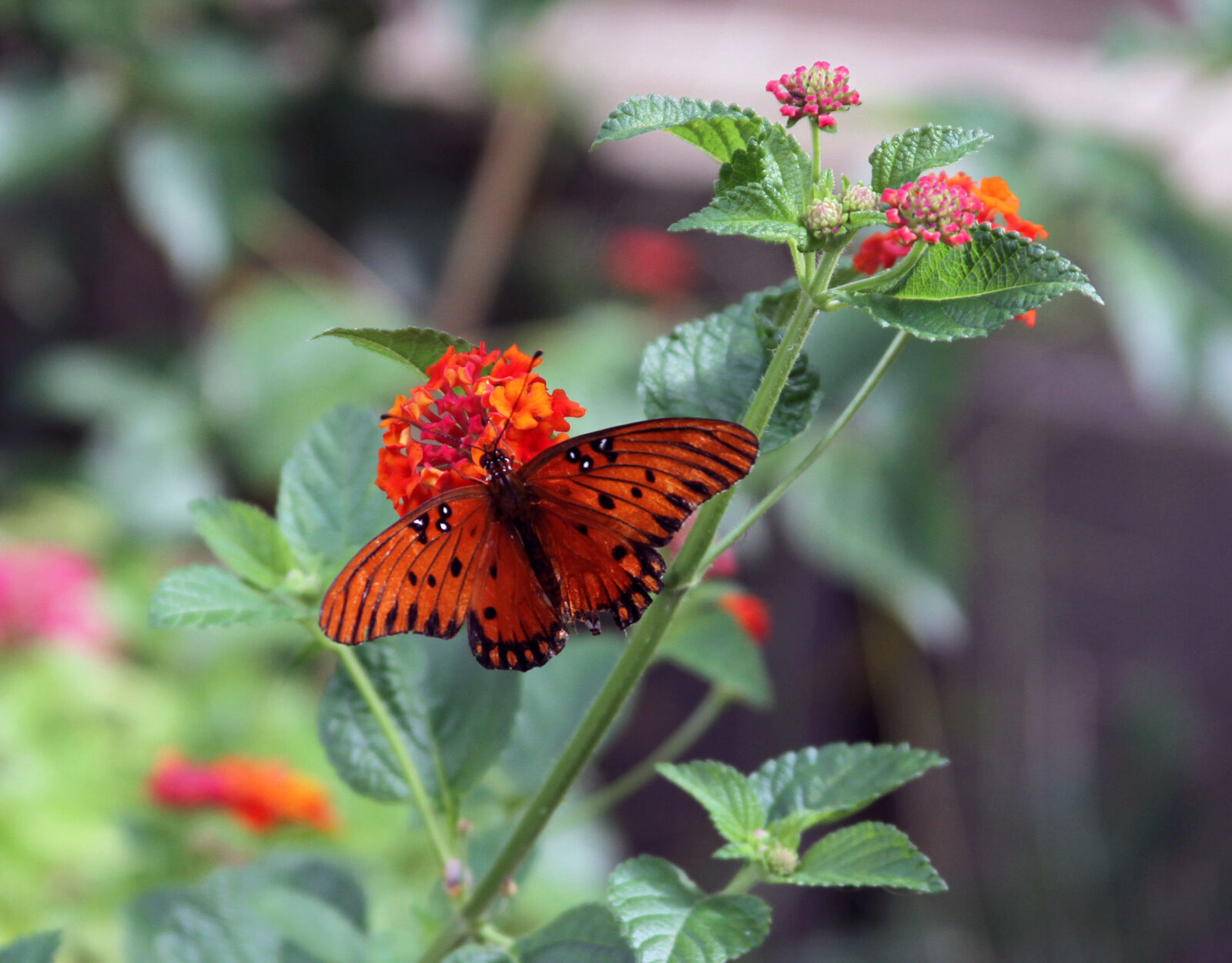 Canon EF 28-135mm F3.5-5.6 IS USM sample photo. Butterfly, flowers photography