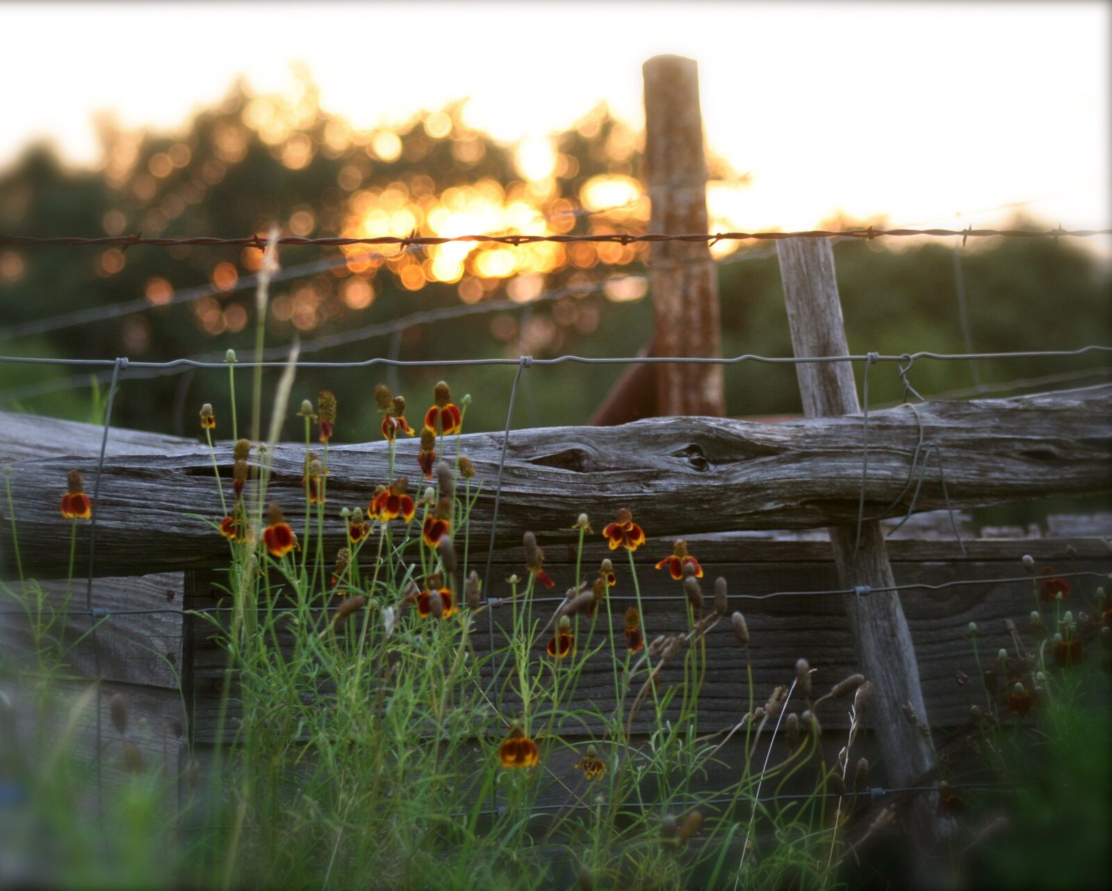 Canon EOS 350D (EOS Digital Rebel XT / EOS Kiss Digital N) sample photo. Fence, sunset, summer sunset photography