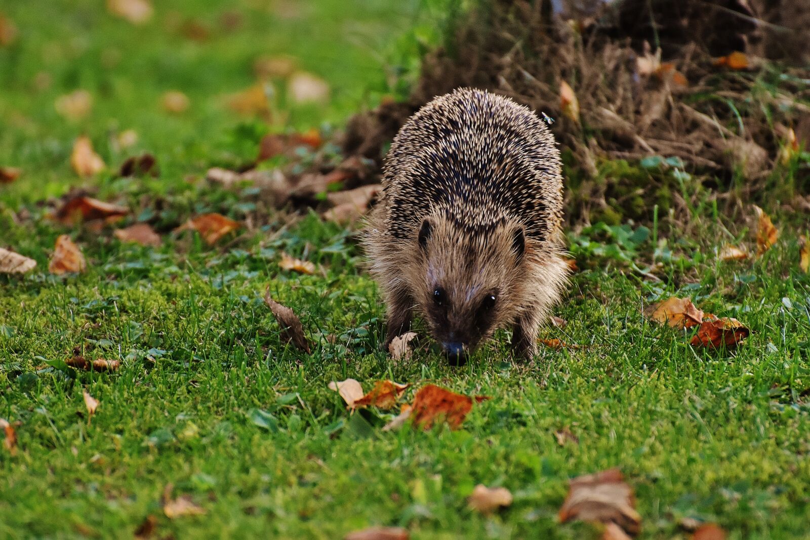 Nikon D7200 sample photo. Hedgehog, animal, spur photography