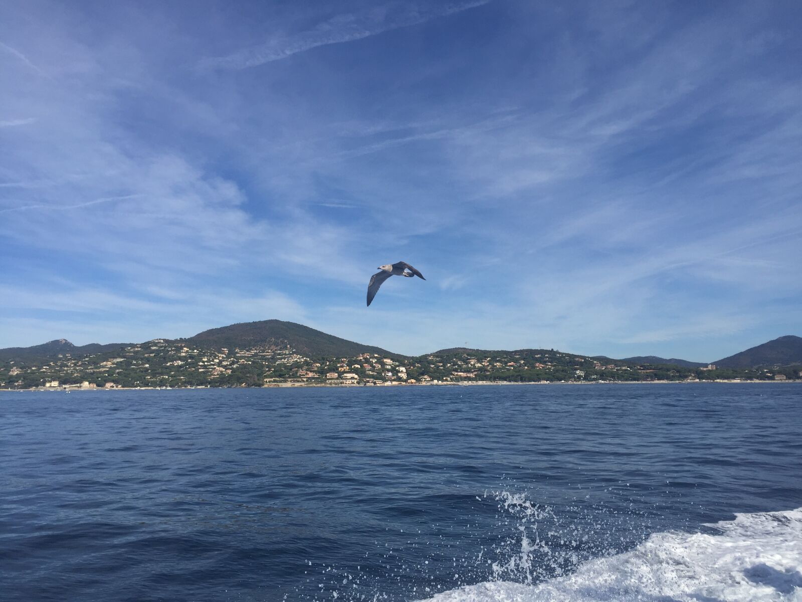 Apple iPhone 6 sample photo. Seagull, france, birds photography
