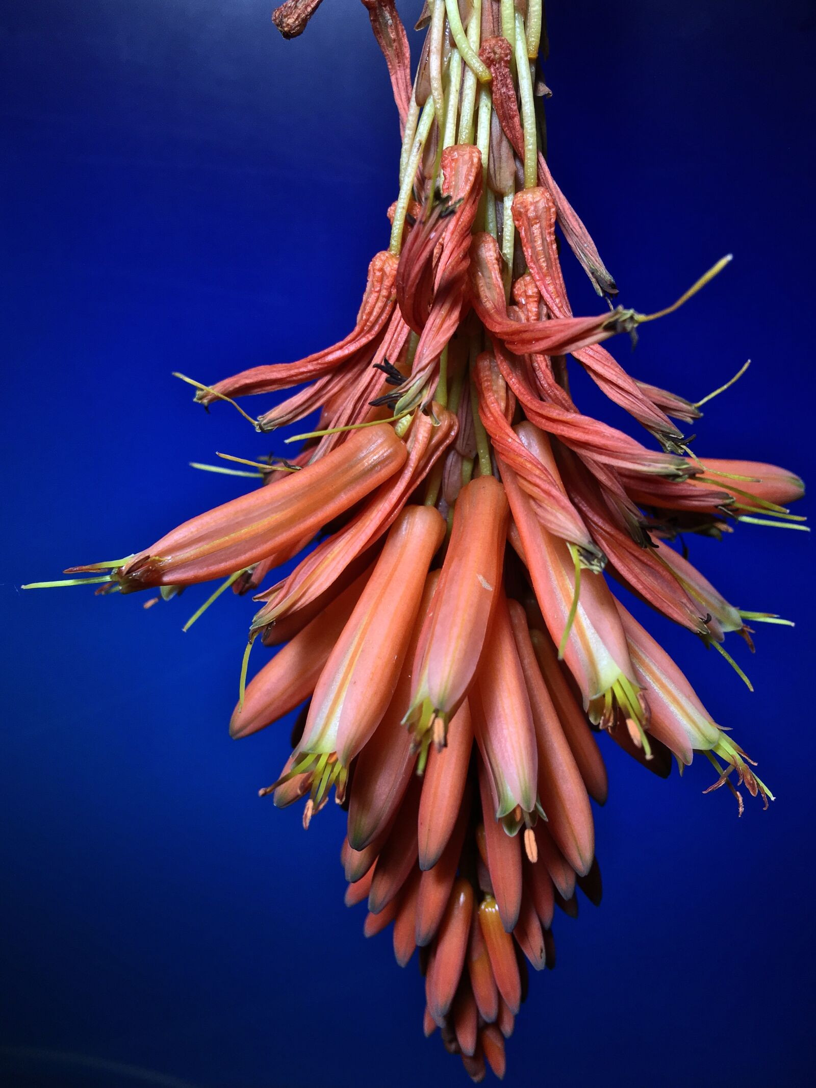 Apple iPhone 6s Plus sample photo. Flower, cactus, plant photography