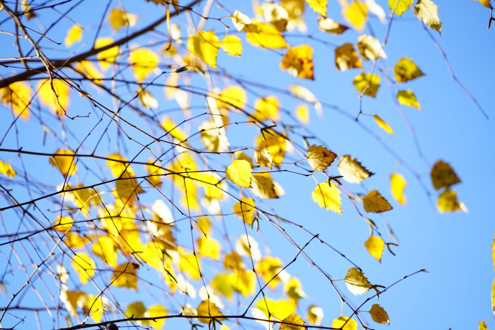 Sony a7R II + Sony FE 24-240mm F3.5-6.3 OSS sample photo. Birch, autumn, leaves photography