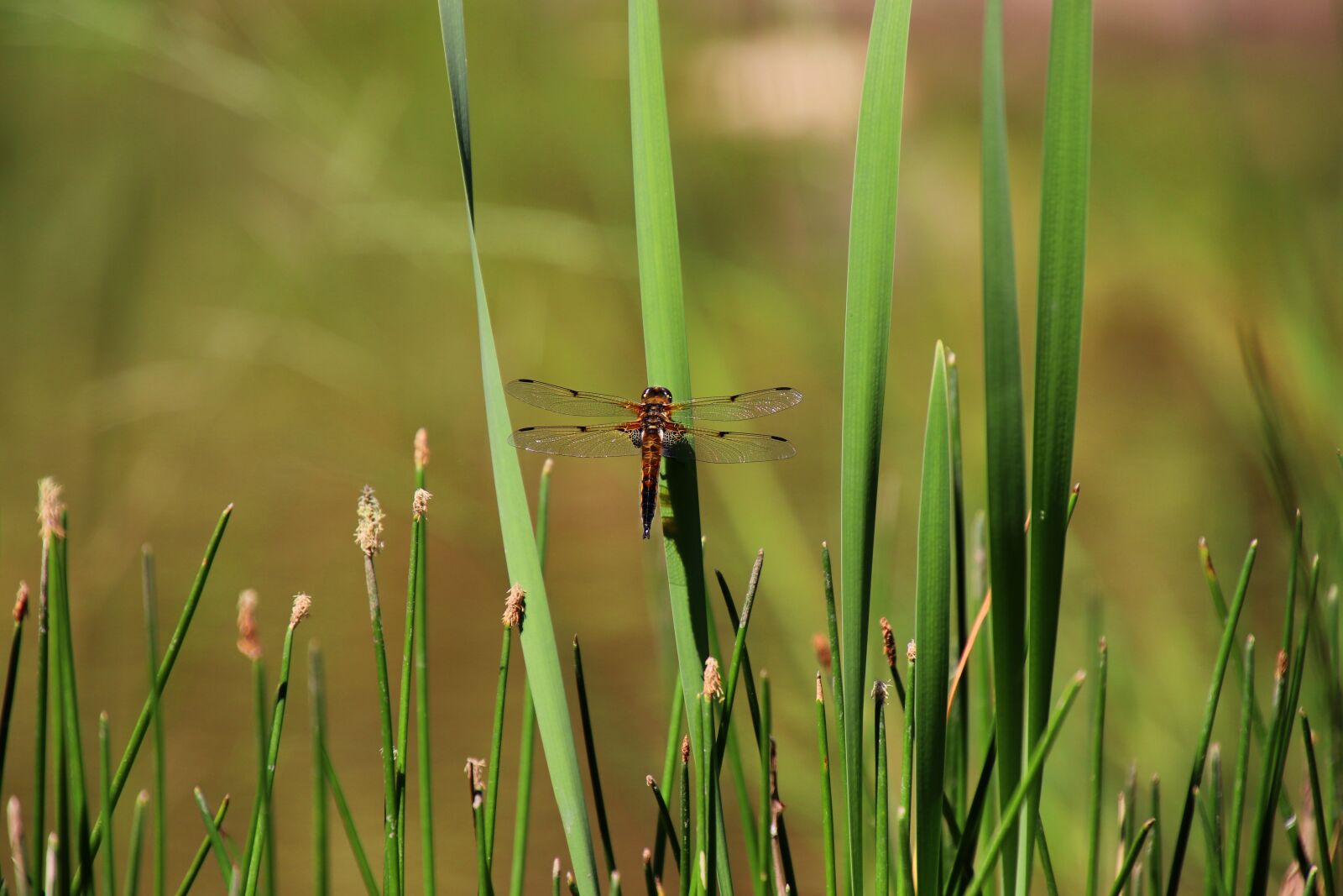 Tamron 18-400mm F3.5-6.3 Di II VC HLD sample photo. Dragonfly, insect, wing photography