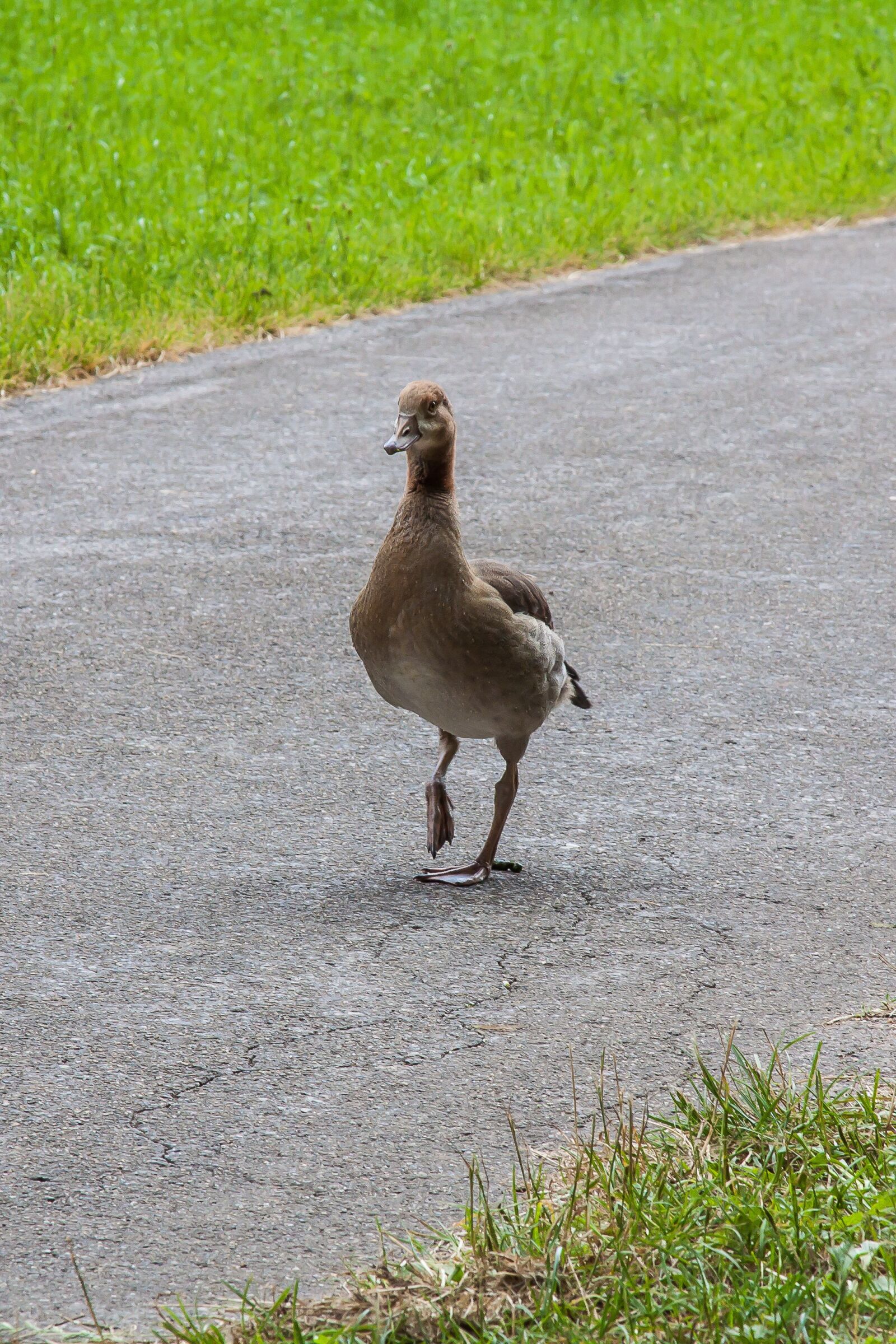 Canon EOS 50D + Canon EF 24-105mm F4L IS USM sample photo. Nilgans, goose, bird photography