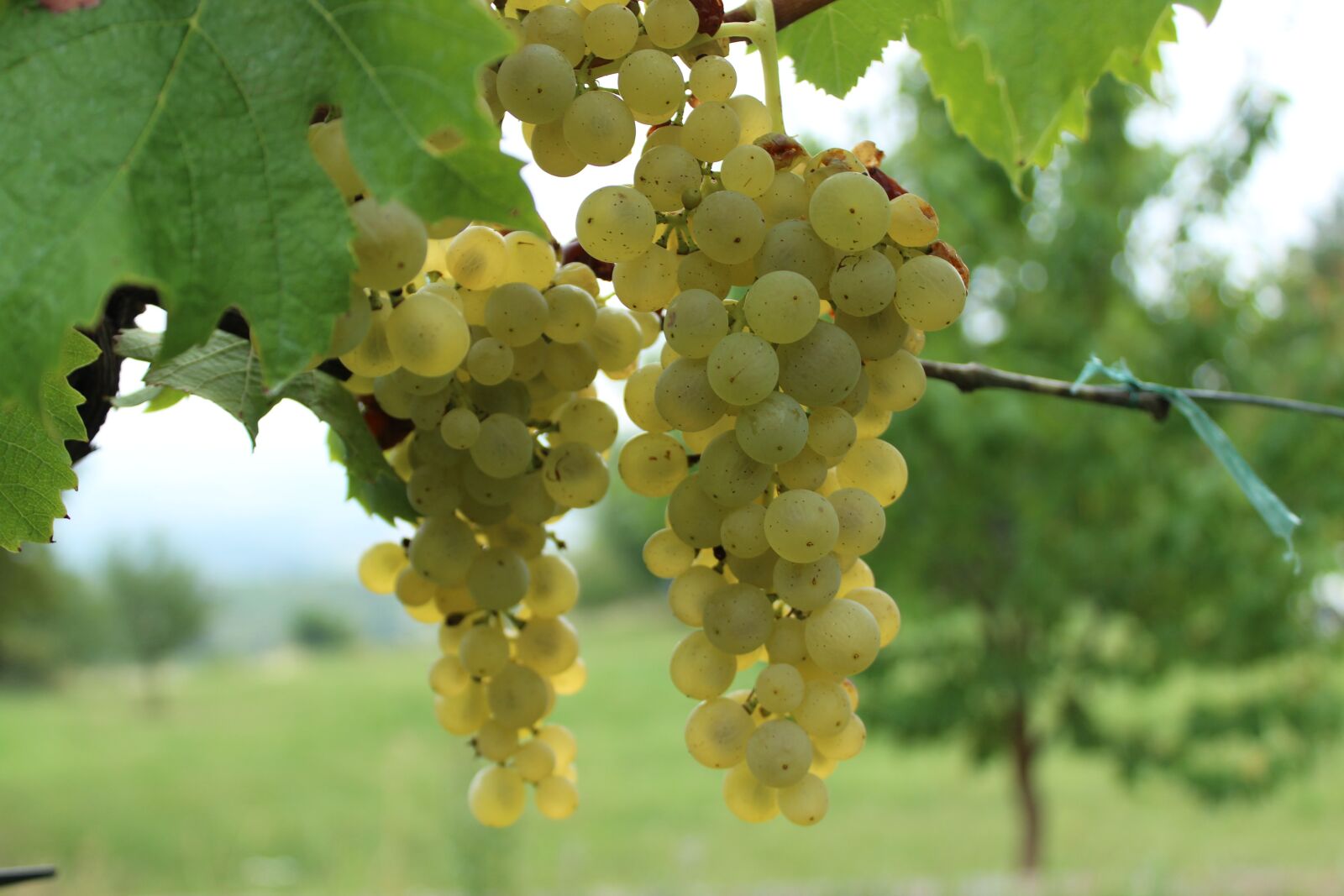 Canon EOS 1300D (EOS Rebel T6 / EOS Kiss X80) sample photo. Wine, grapes, grape photography
