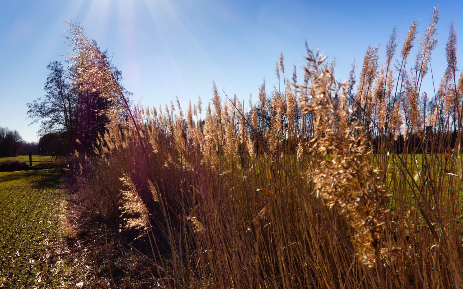 Sony Cyber-shot DSC-RX100 sample photo. Reed, nature, glowing photography