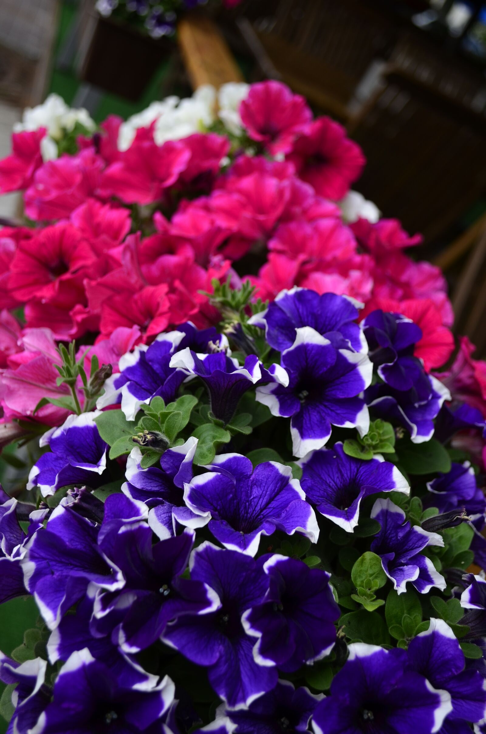Nikon D5100 sample photo. Petunia, flowers, summer photography