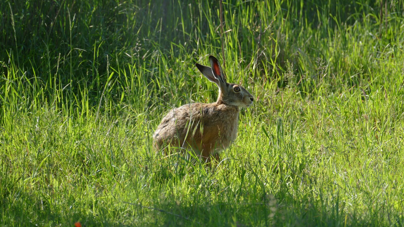Leica V-Lux (Typ 114) sample photo. Animal, hare, wild photography