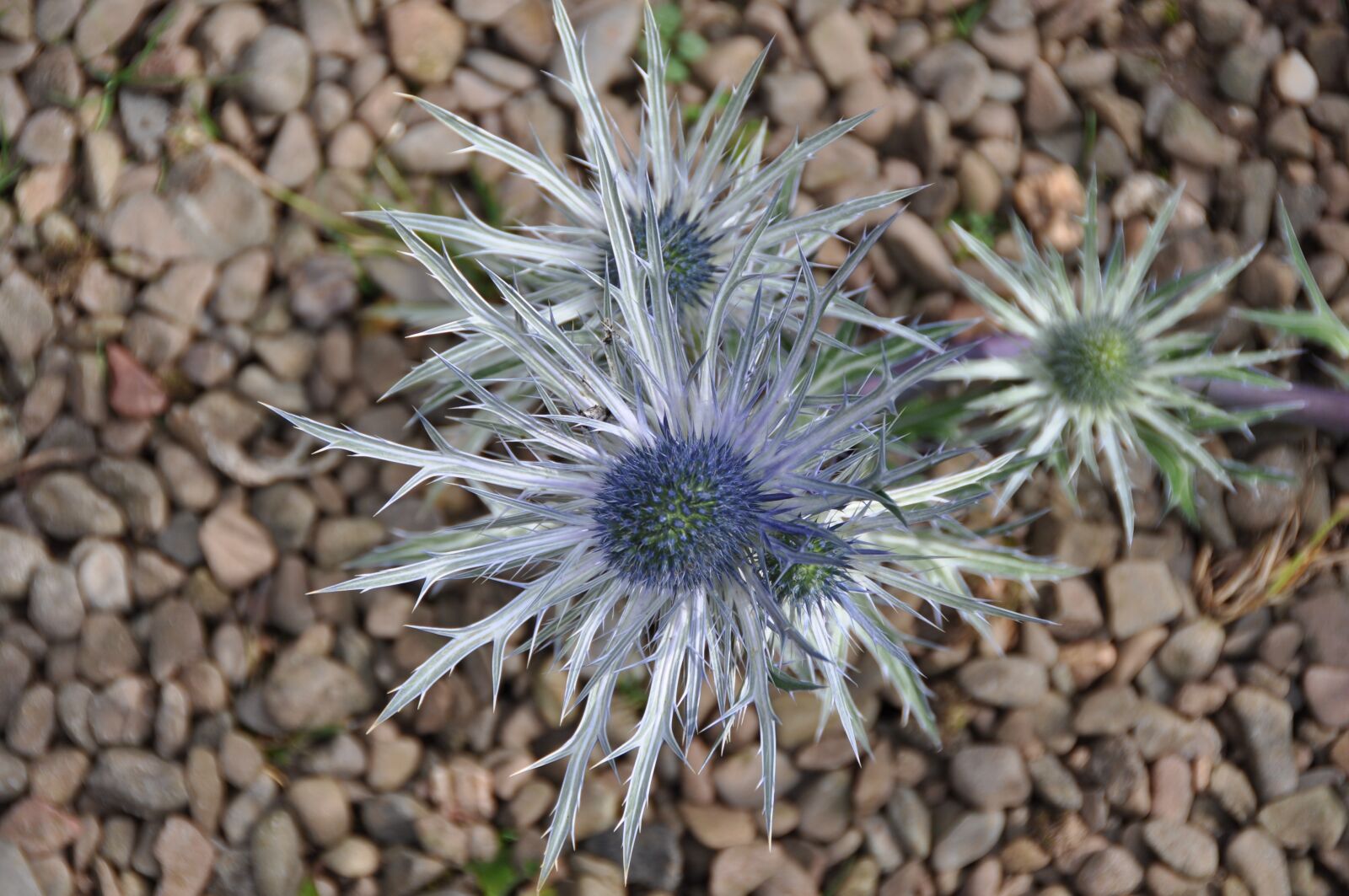 Nikon D5000 sample photo. Flower, thistle, nature photography