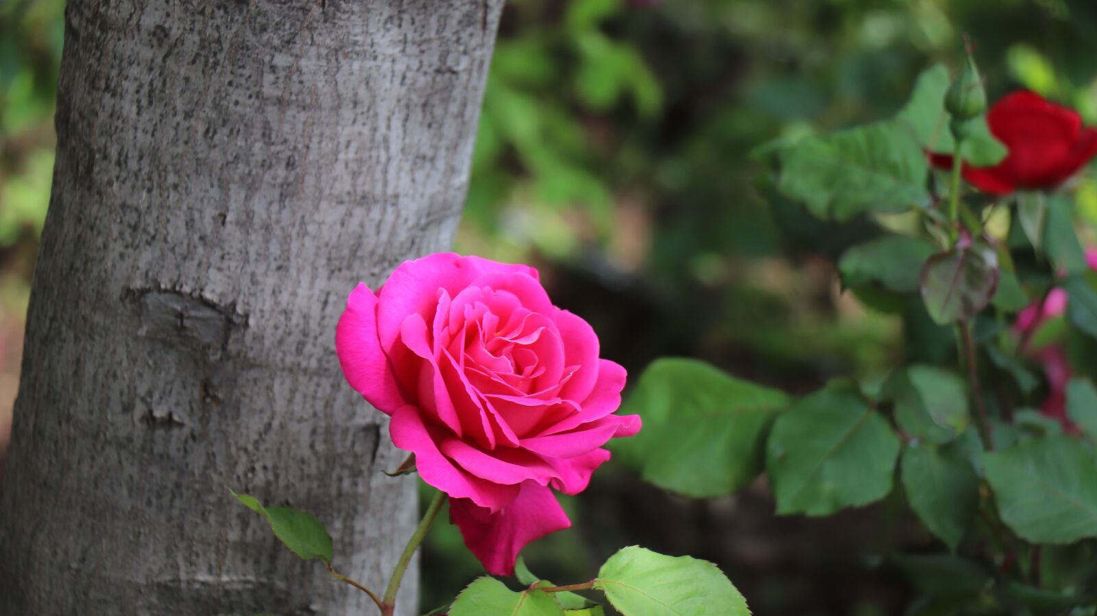 Canon EF-S 18-135mm F3.5-5.6 IS USM sample photo. Rose, rose park, park photography