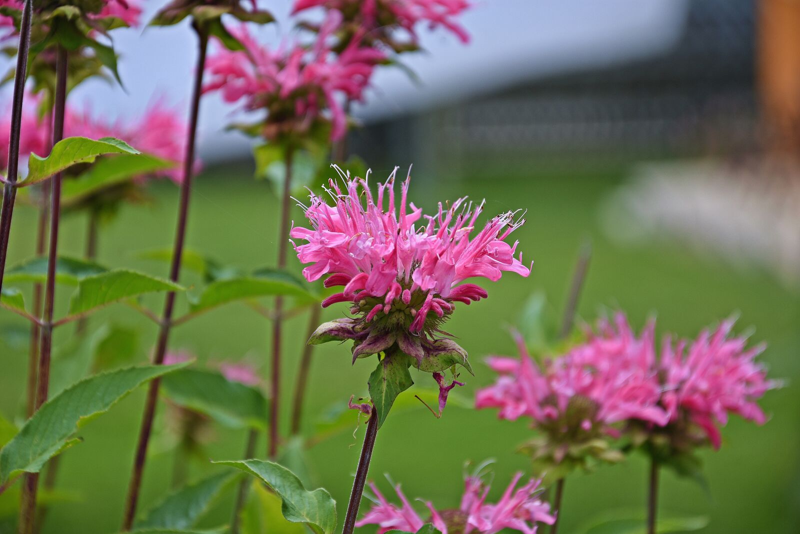 Nikon D3400 sample photo. Flower, pink, nature photography