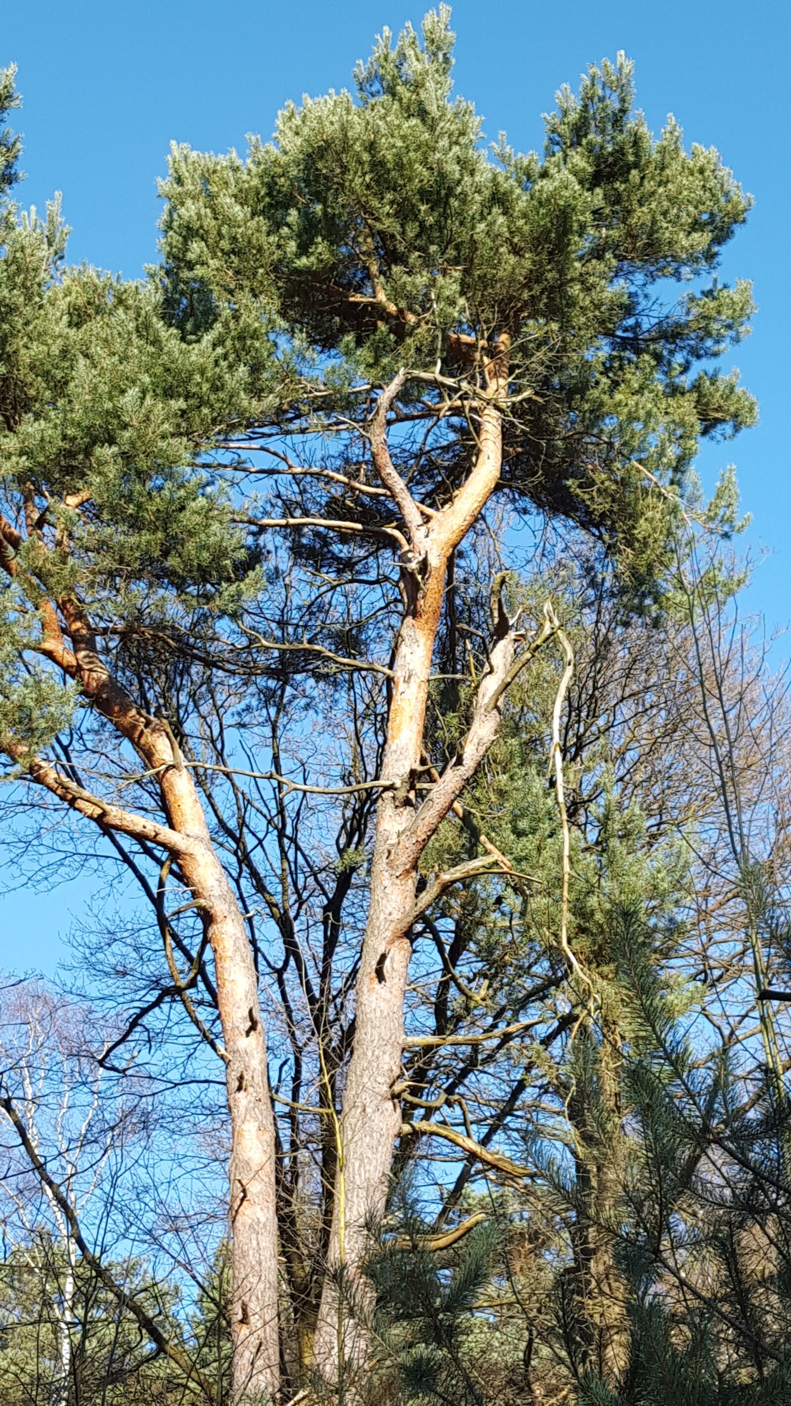 Samsung GALAXY S6 edge sample photo. Pine, tree, forest photography