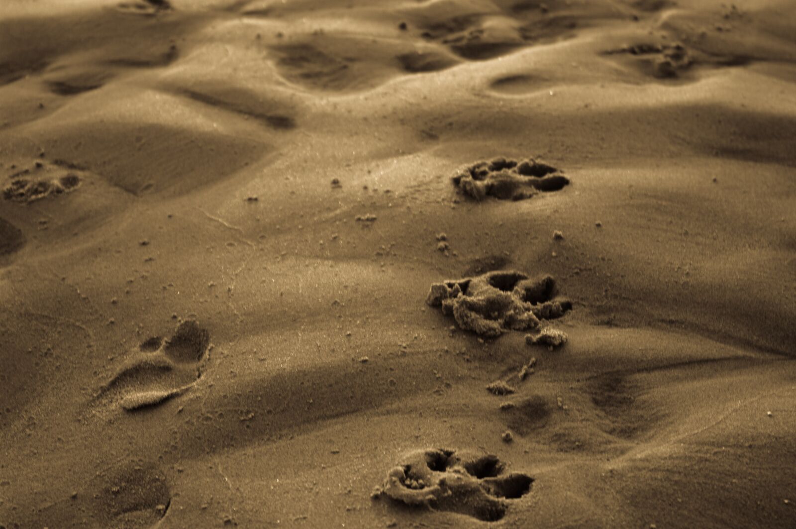 Pentax K20D sample photo. Paw print, sandy beach photography