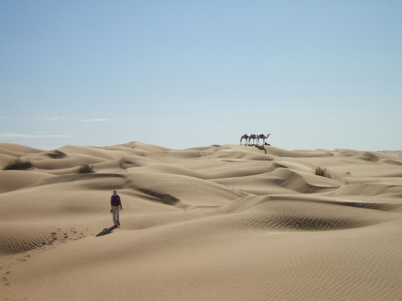 Fujifilm FinePix A500 sample photo. Sahara, desert, sand photography