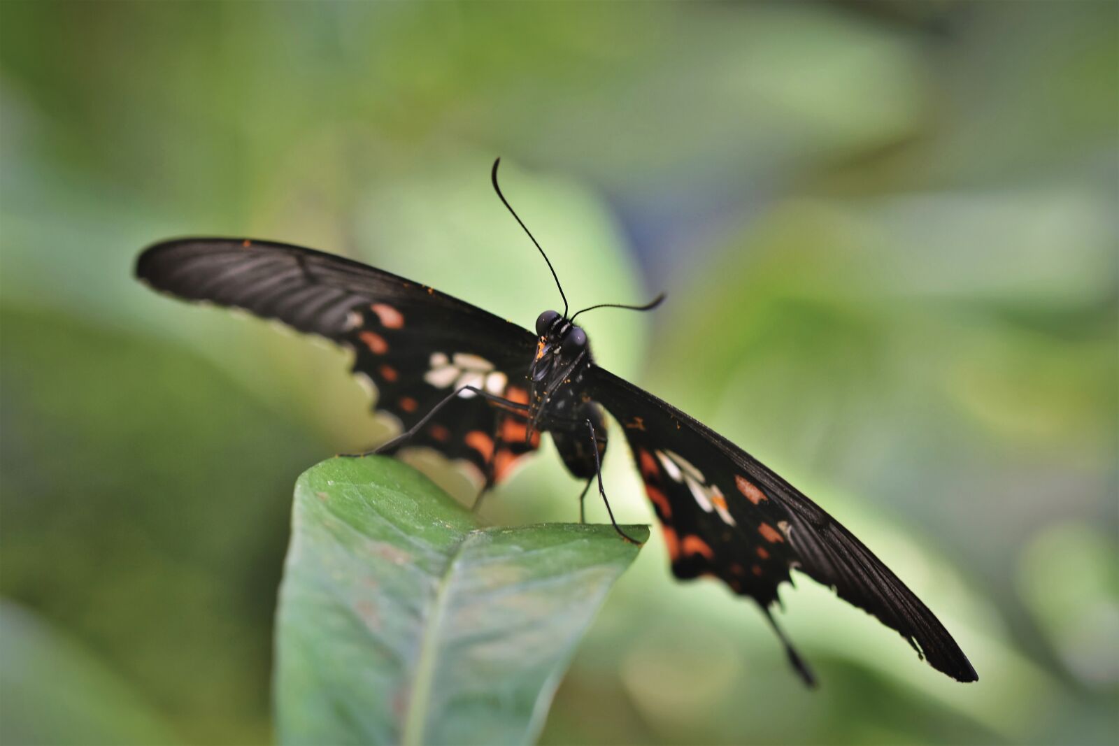 Nikon D7200 sample photo. Butterfly, butterflies, wing photography