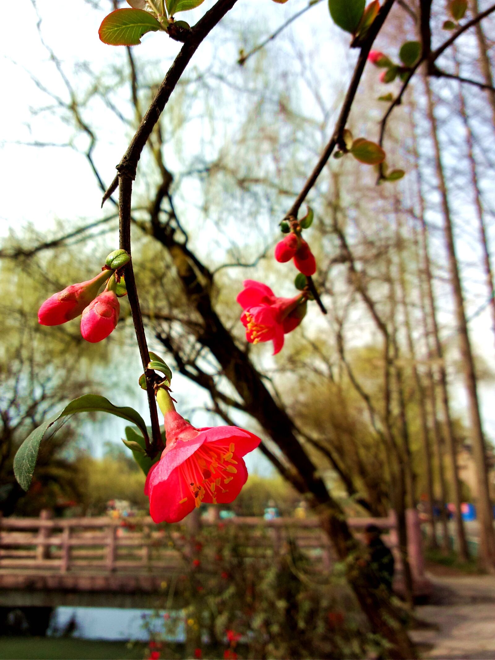 Meizu MX(040) sample photo. Spring, flowers, natural photography