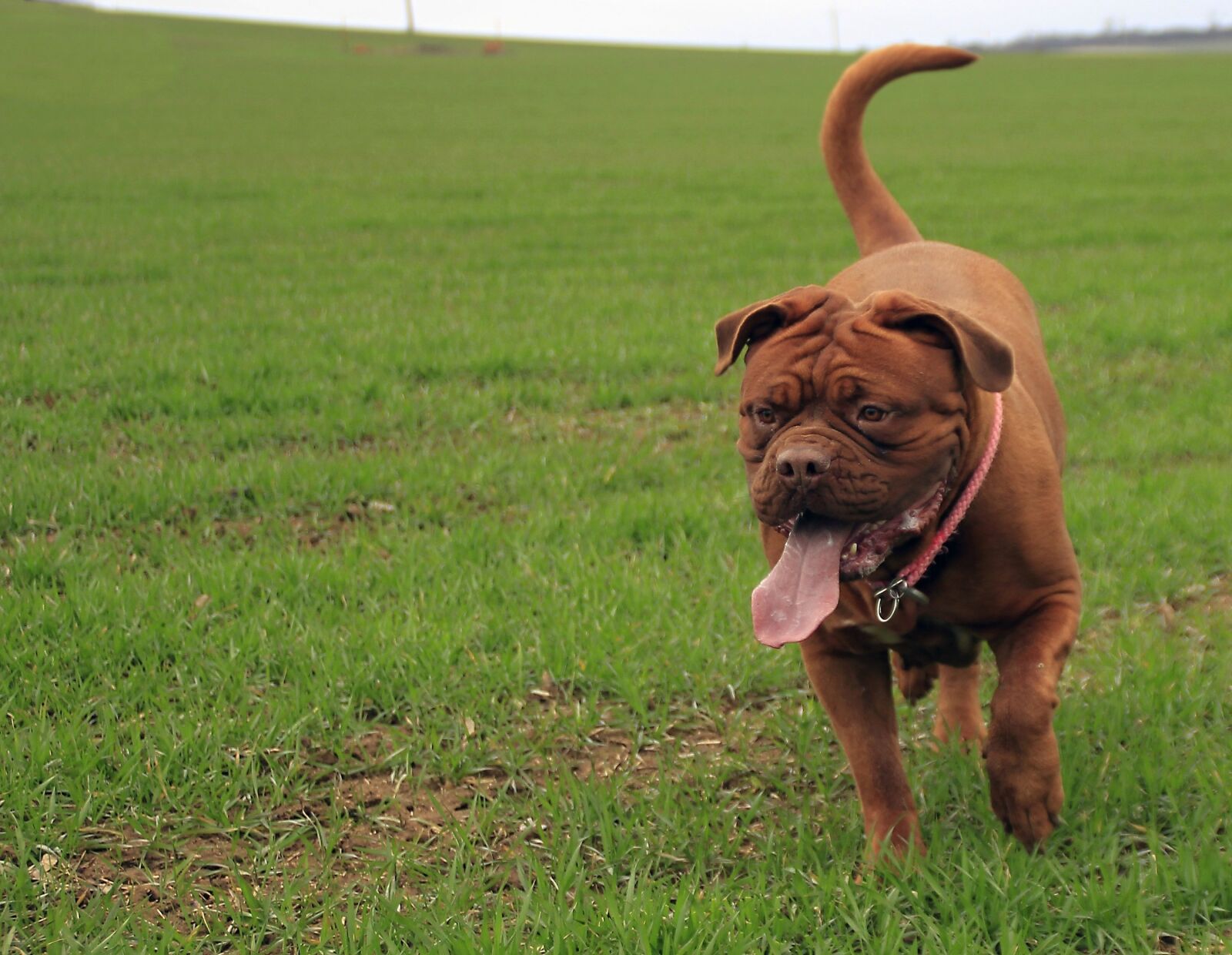 Canon EOS 600D (Rebel EOS T3i / EOS Kiss X5) sample photo. Bordeaux, mastiff, dog photography