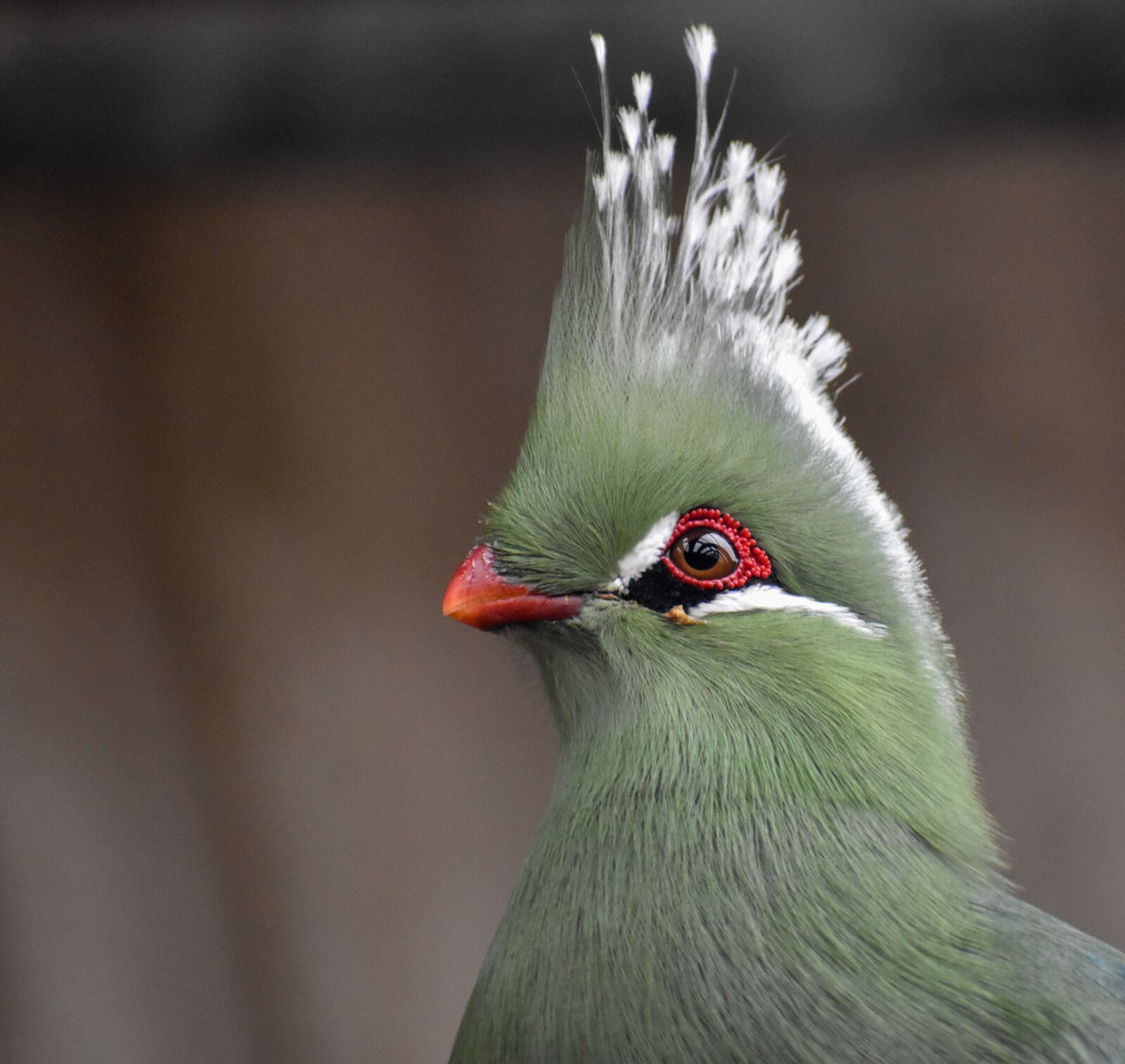 Nikon D5500 sample photo. Bird, green, close up photography