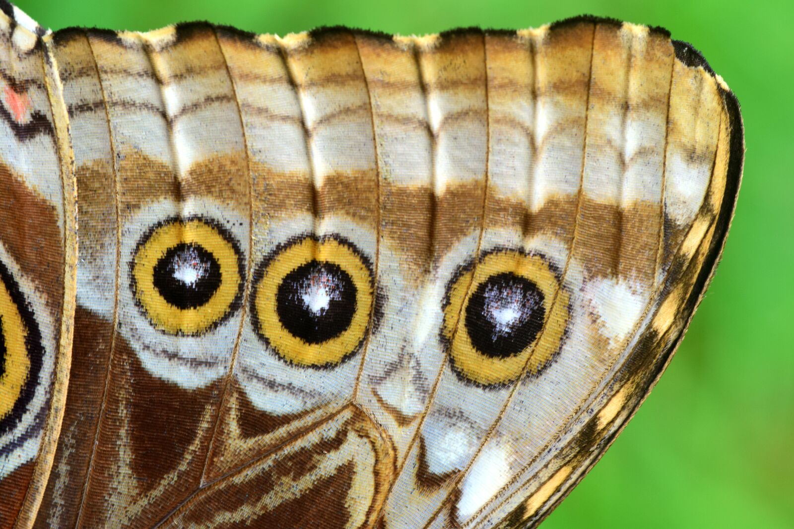 Nikon D3300 sample photo. Blue morphofalter, morpho peleides photography