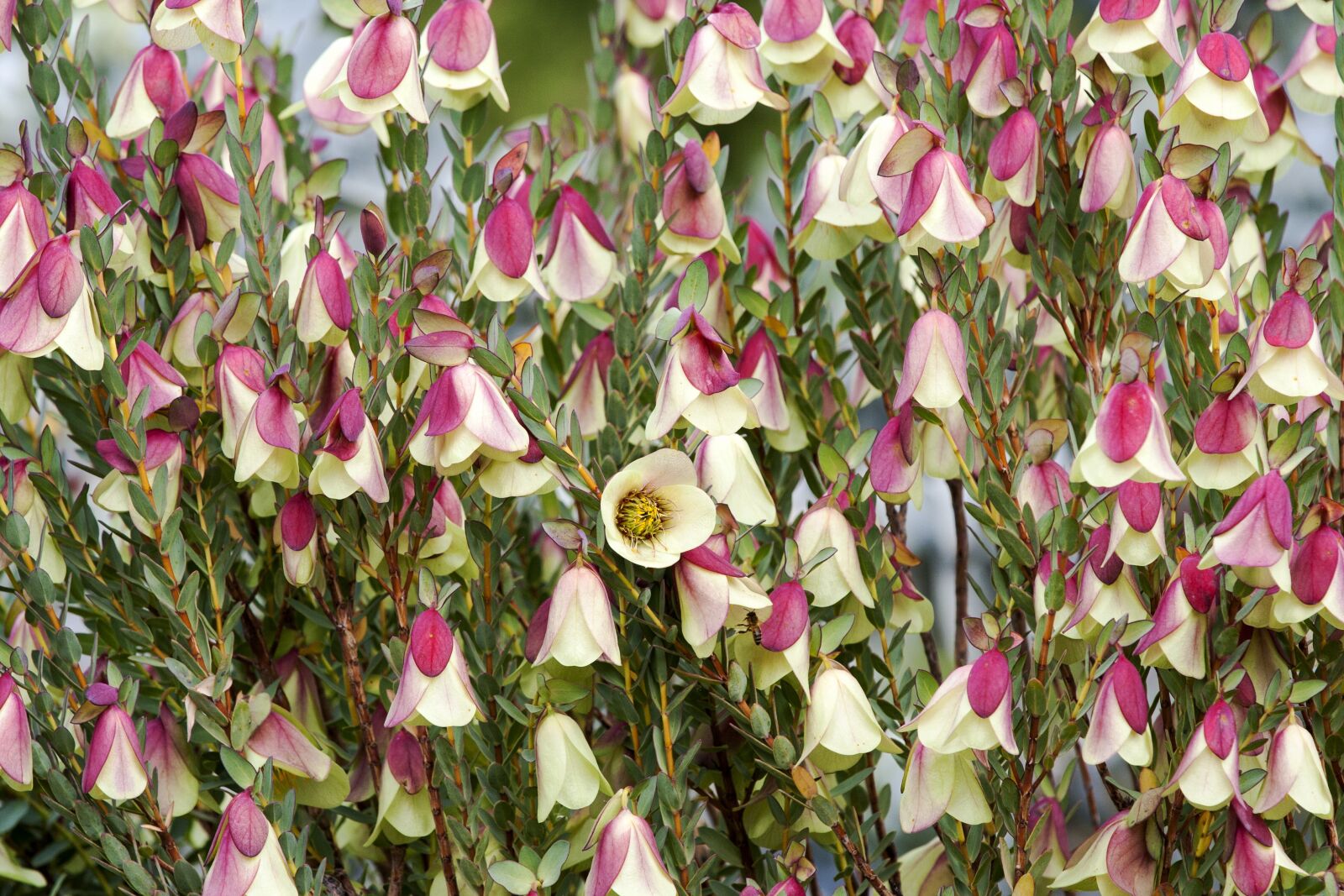 Canon EF 70-200mm F4L IS USM sample photo. Qualup bell, pimelea physodes photography