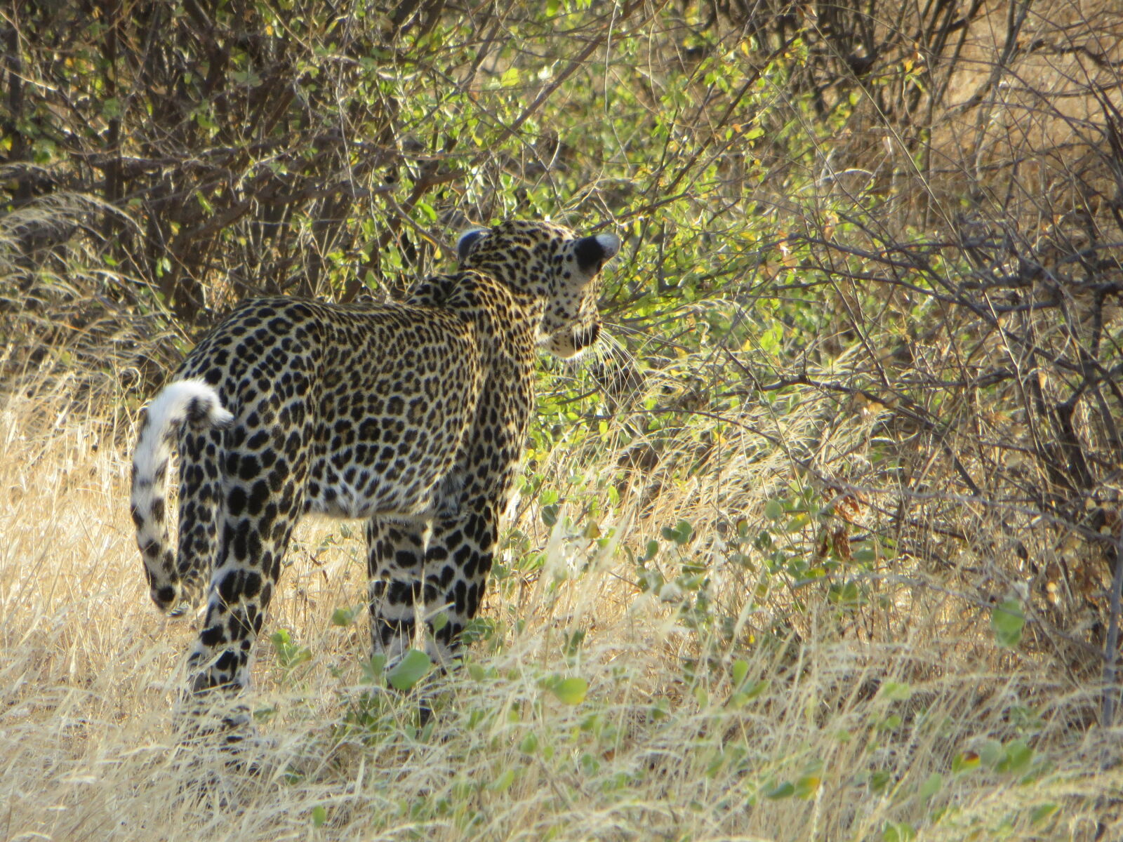 Canon PowerShot SX260 HS sample photo. Africa, jaguar, kenya photography