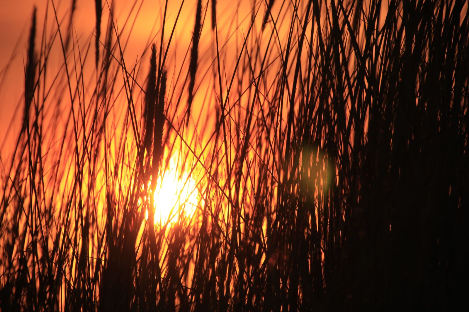 Canon EOS 1200D (EOS Rebel T5 / EOS Kiss X70 / EOS Hi) sample photo. Sun, air, sunset photography