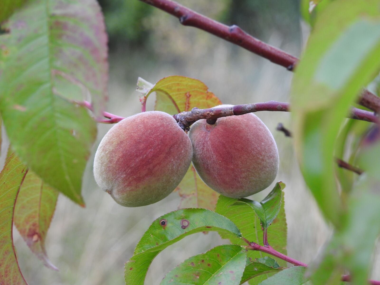 Nikon Coolpix P900 sample photo. Peaches, branch, summer fruit photography