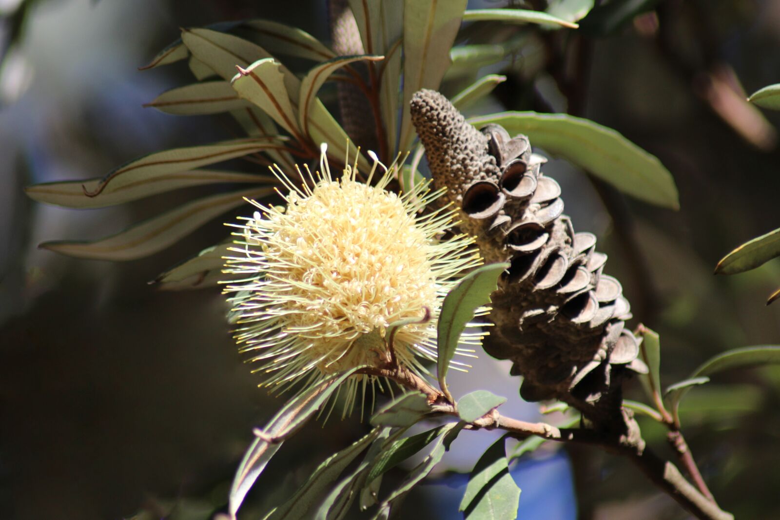 Canon EOS 700D (EOS Rebel T5i / EOS Kiss X7i) sample photo. Banksia, flower, pale photography