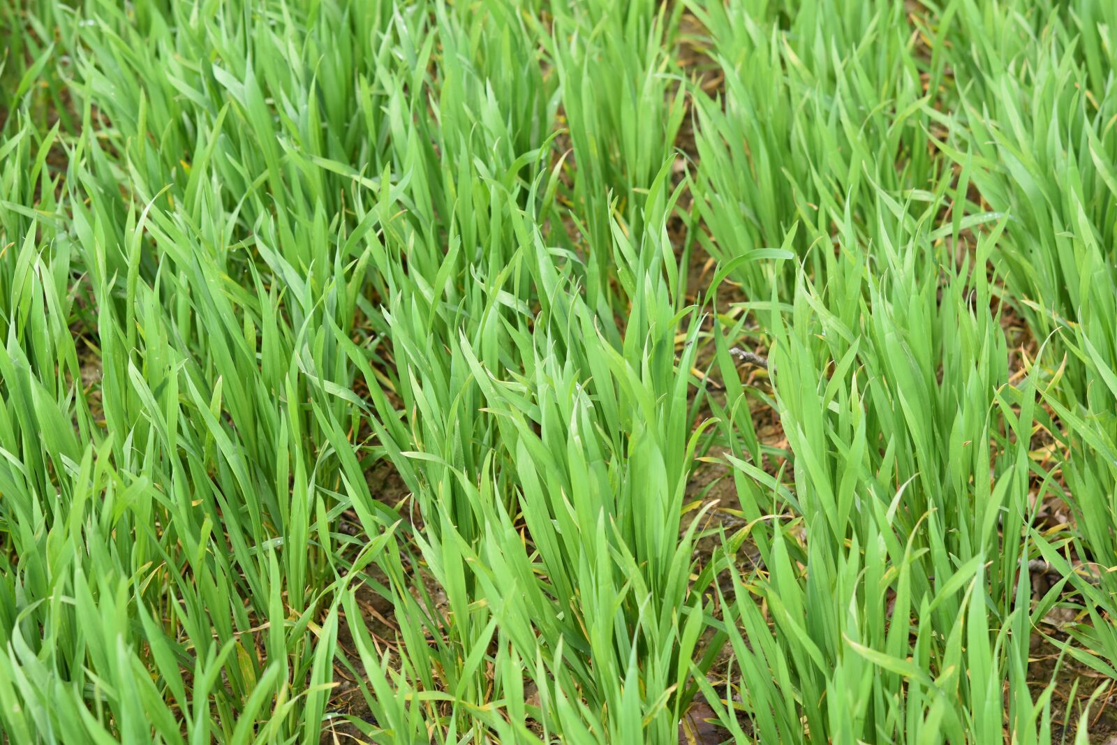Nikon D5600 sample photo. Wheats, culture of wheat photography