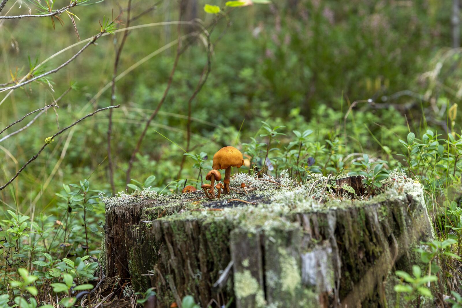 Canon EOS 6D + Canon EF 24-70mm F2.8L II USM sample photo. Tree stump, mushrooms, forest photography