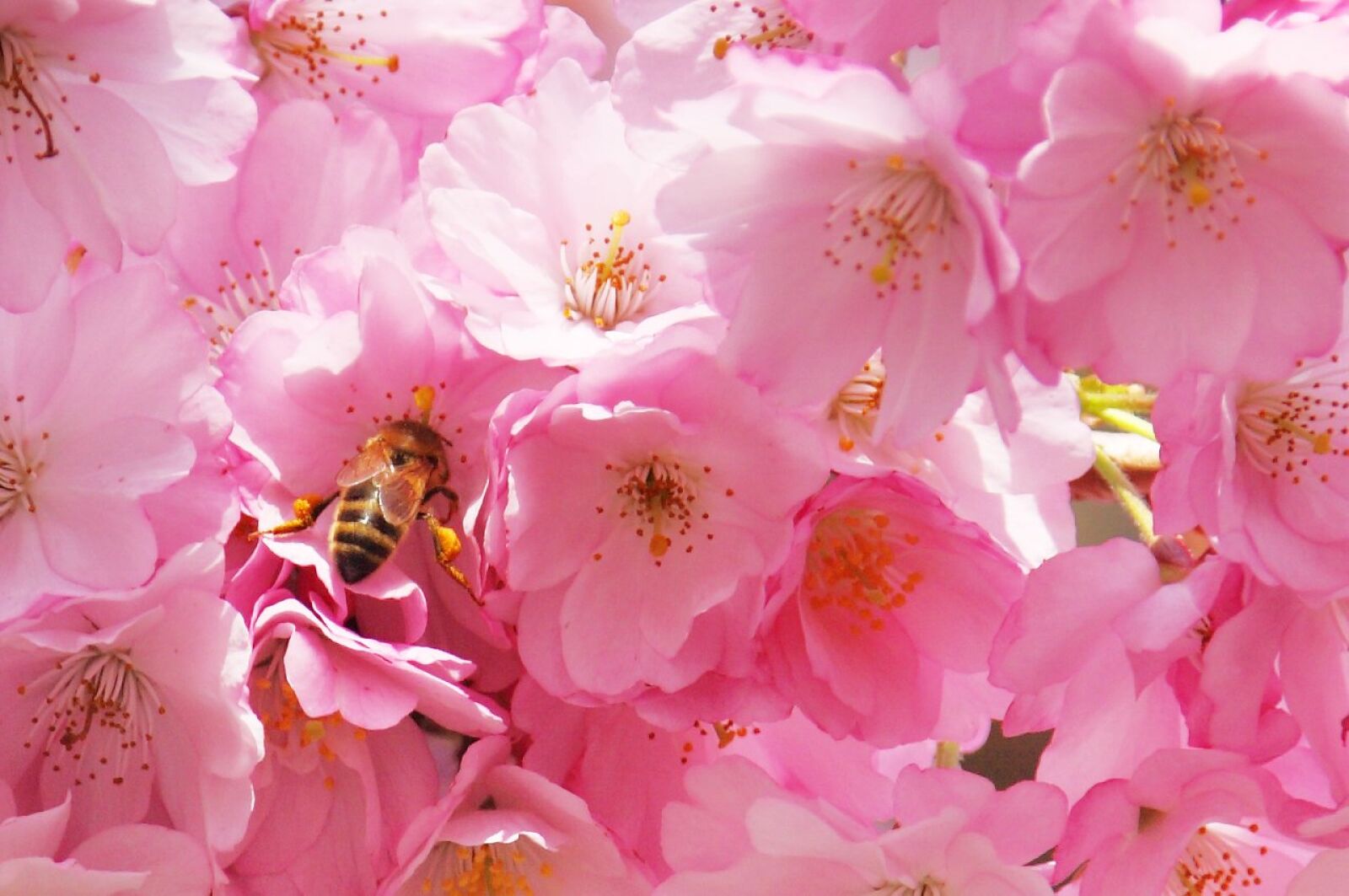 Canon EOS 5D Mark II sample photo. Bee, tree, flower photography