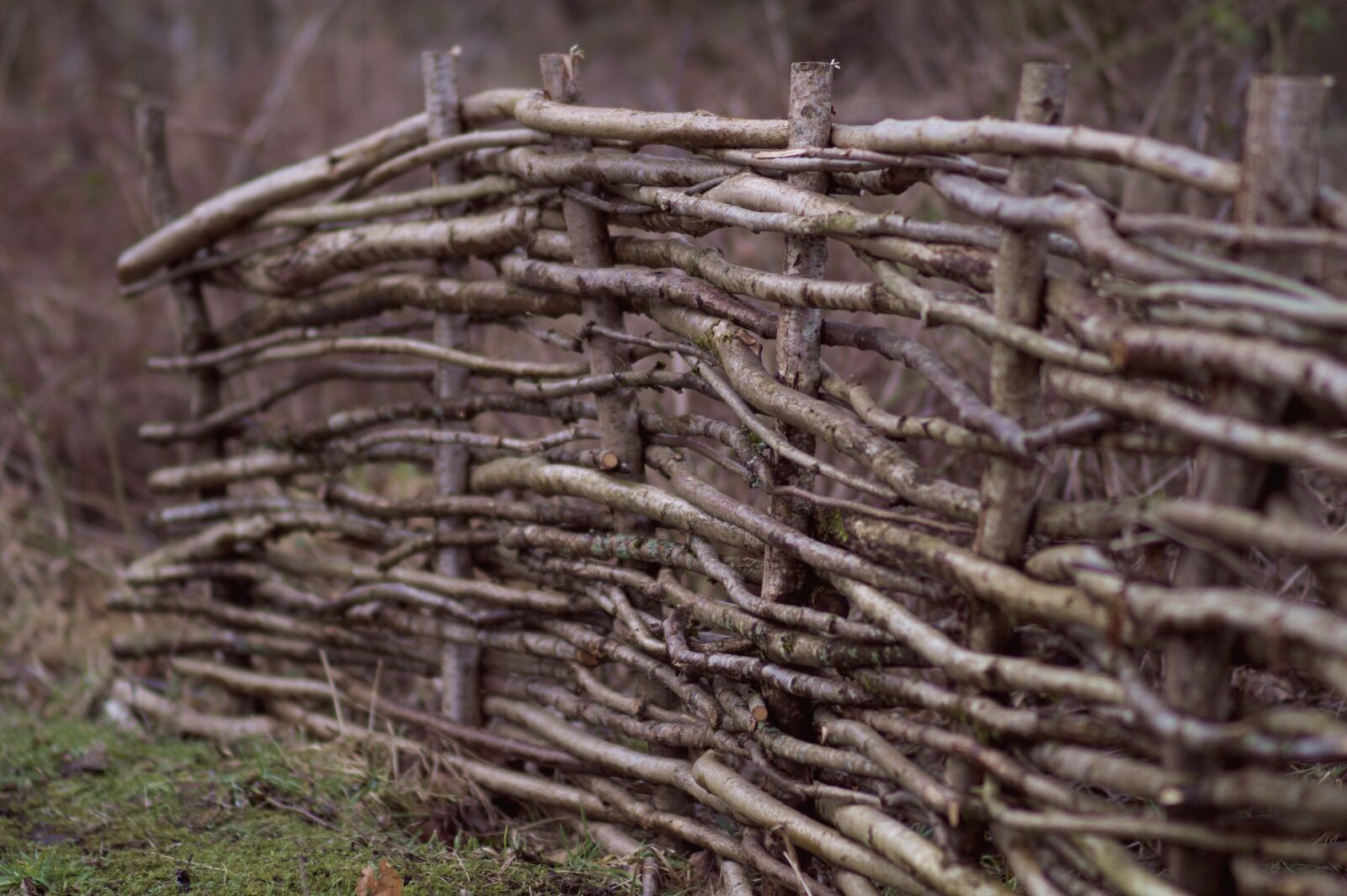 Nikon D3200 sample photo. Nature, tree, wood photography