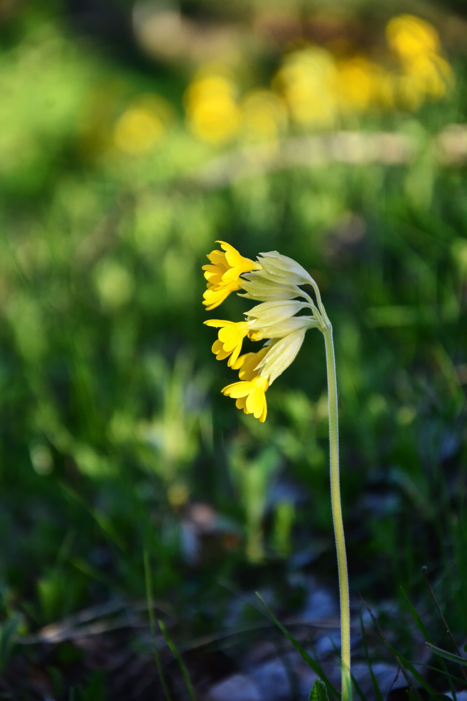 Nikon D7100 sample photo. Flower, plant, nature photography