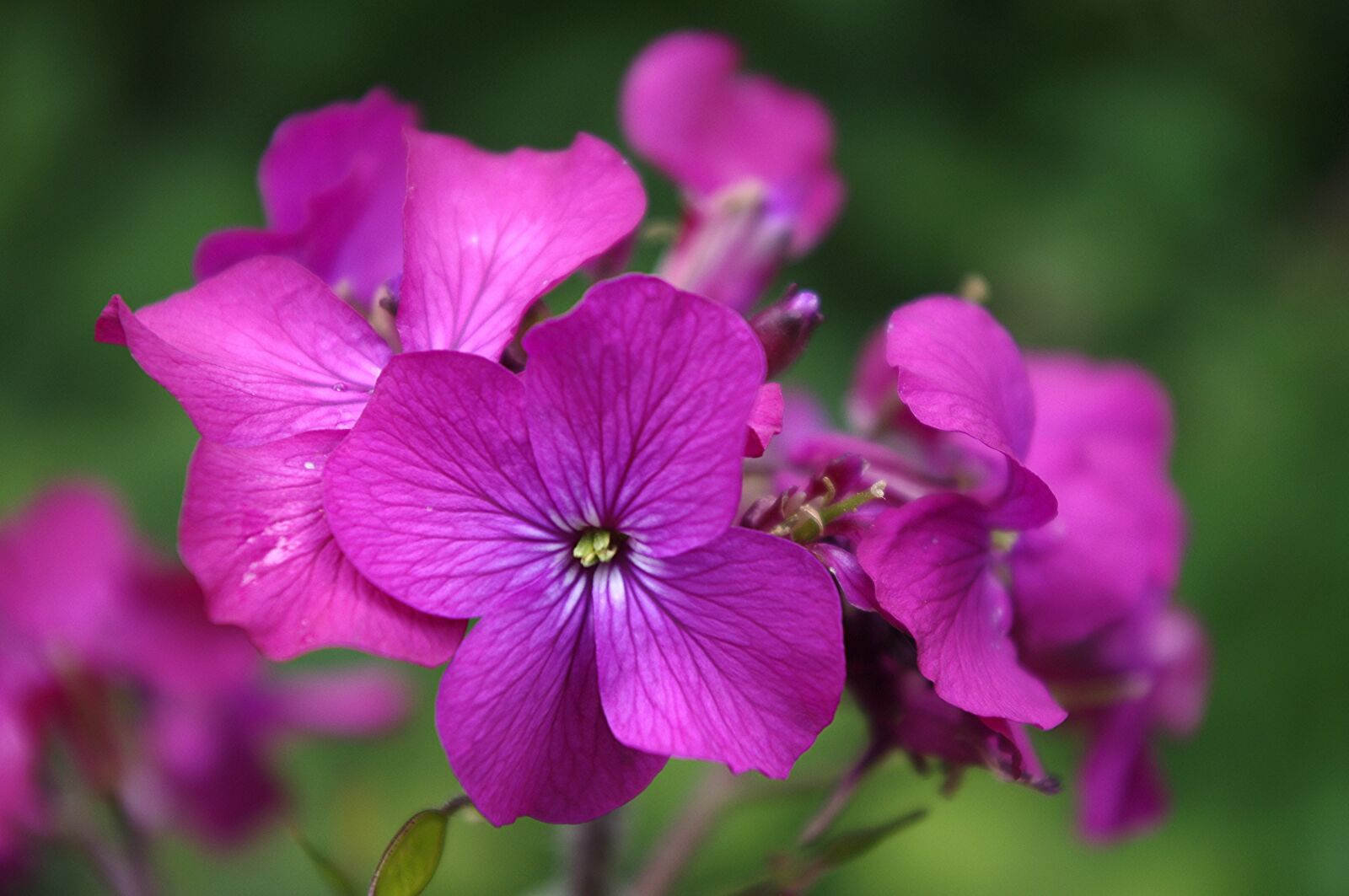 Pentax K-x sample photo. Lunaria, annua, honesty photography