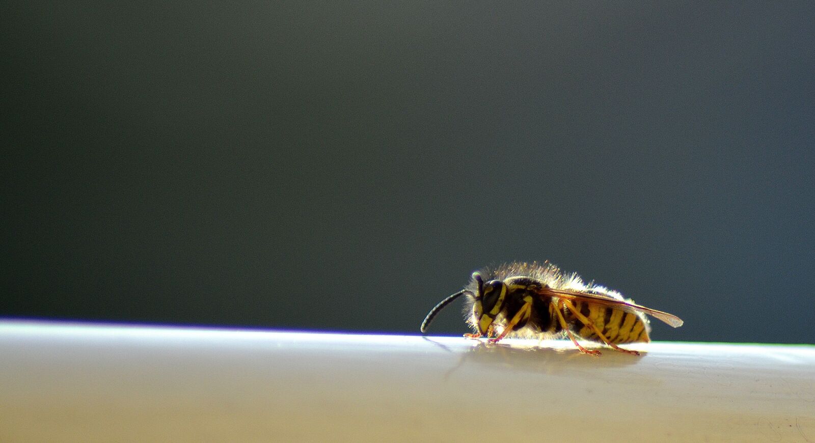 Nikon D5100 sample photo. Wasp, insect, nature photography