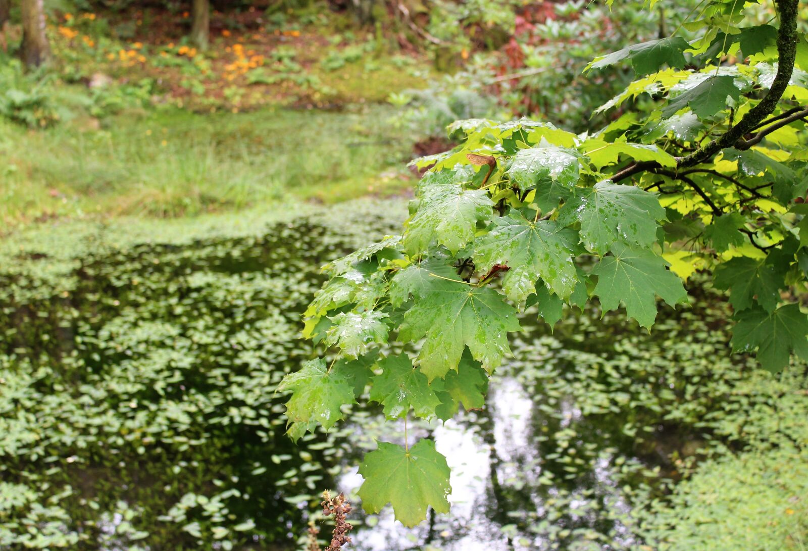 Canon EOS 1300D (EOS Rebel T6 / EOS Kiss X80) sample photo. Leaves, branch, wood photography