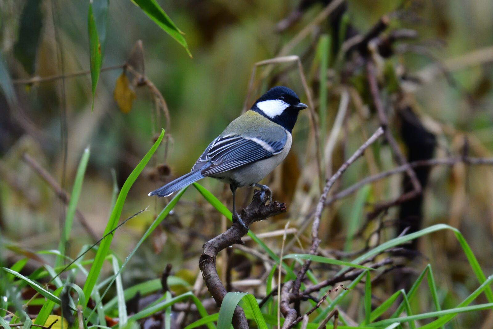 Nikon D500 sample photo. Natural, wild animals, bird photography