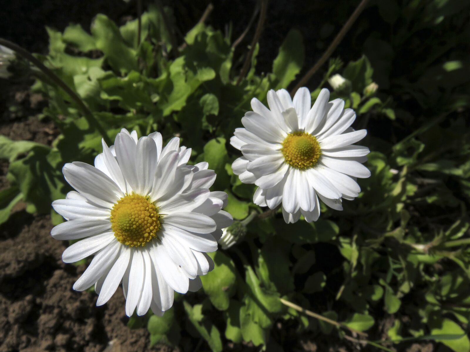 Canon PowerShot SX60 HS sample photo. Daisies, flowers, white photography