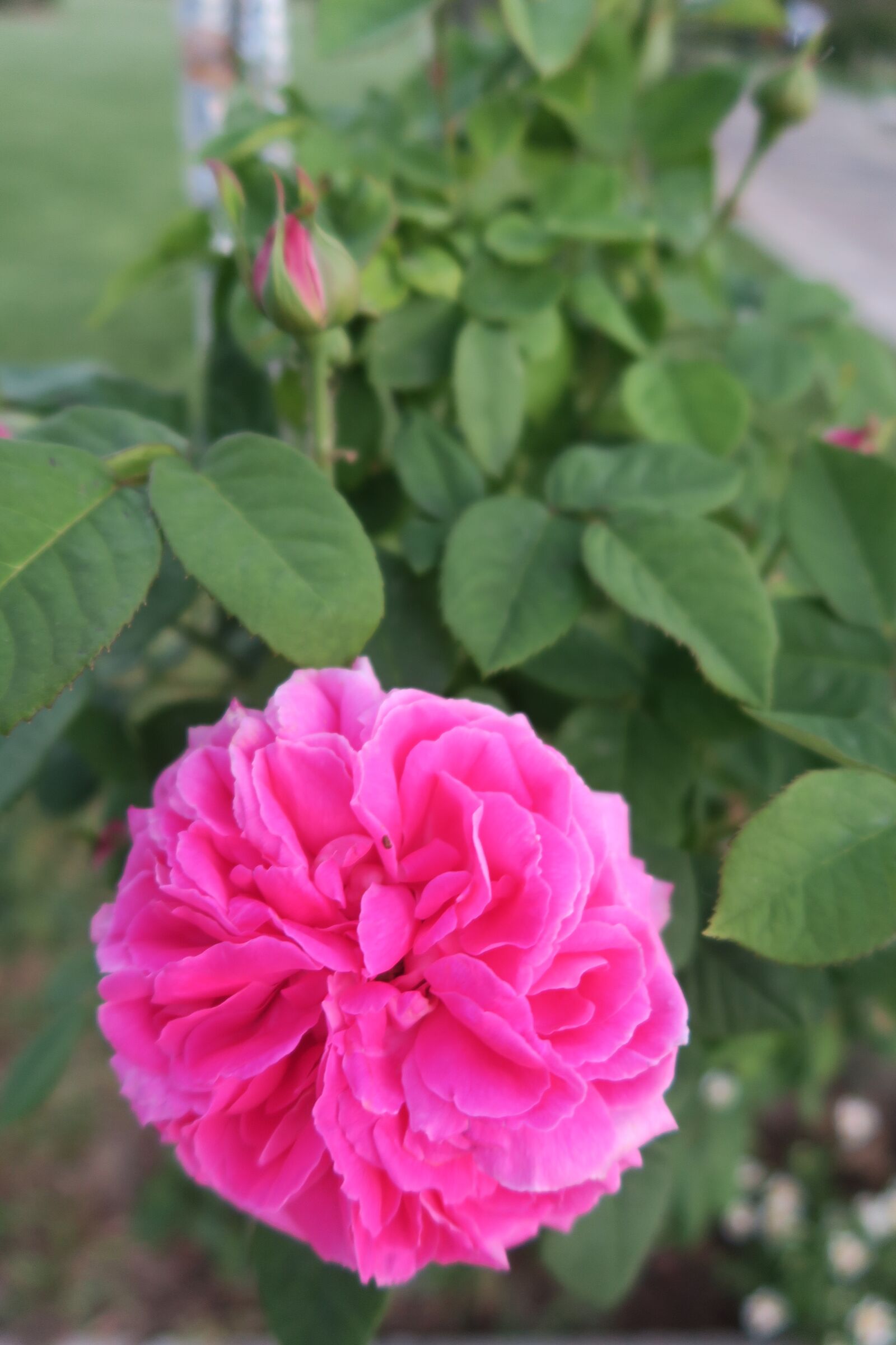 Canon PowerShot G7 X sample photo. Rose, pink roses, gulpembe photography