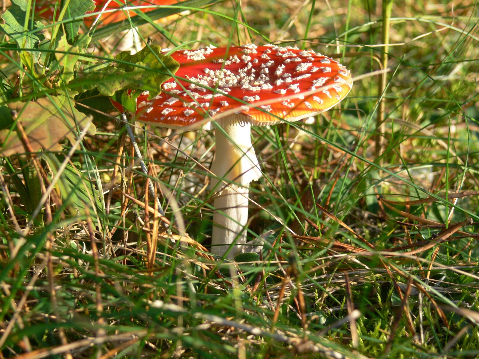 Panasonic DMC-FZ30 sample photo. Toadstool, mushroom, nature photography