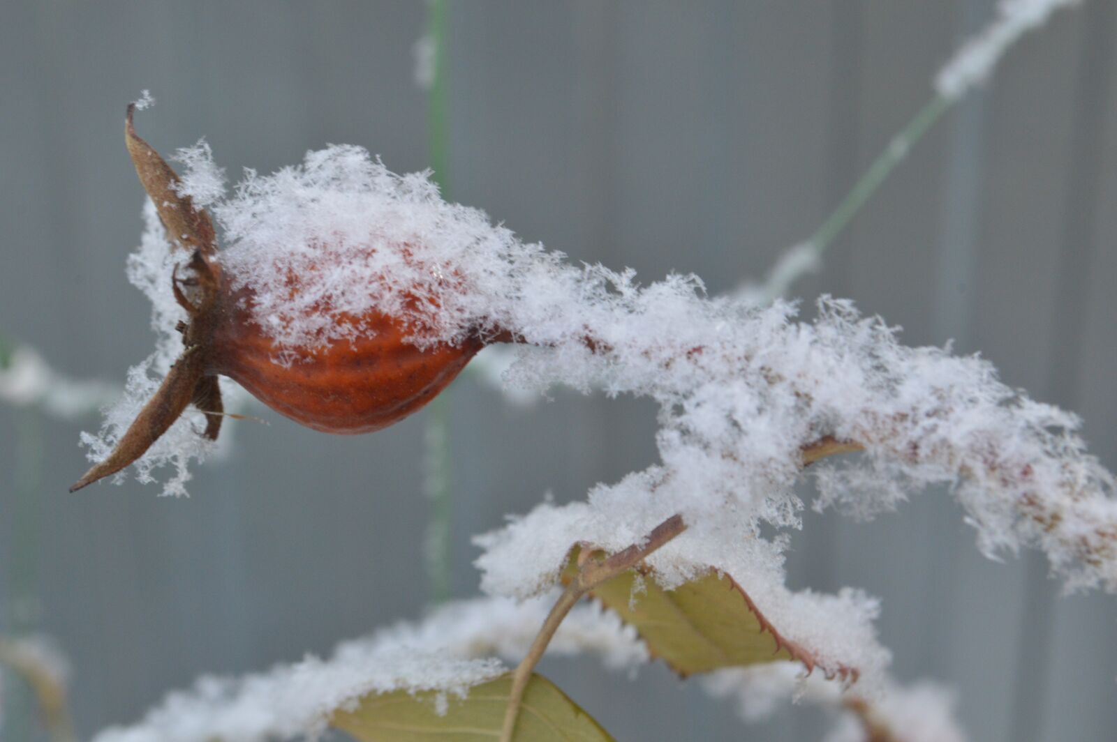 Nikon D3200 sample photo. Frost, snow, bush photography