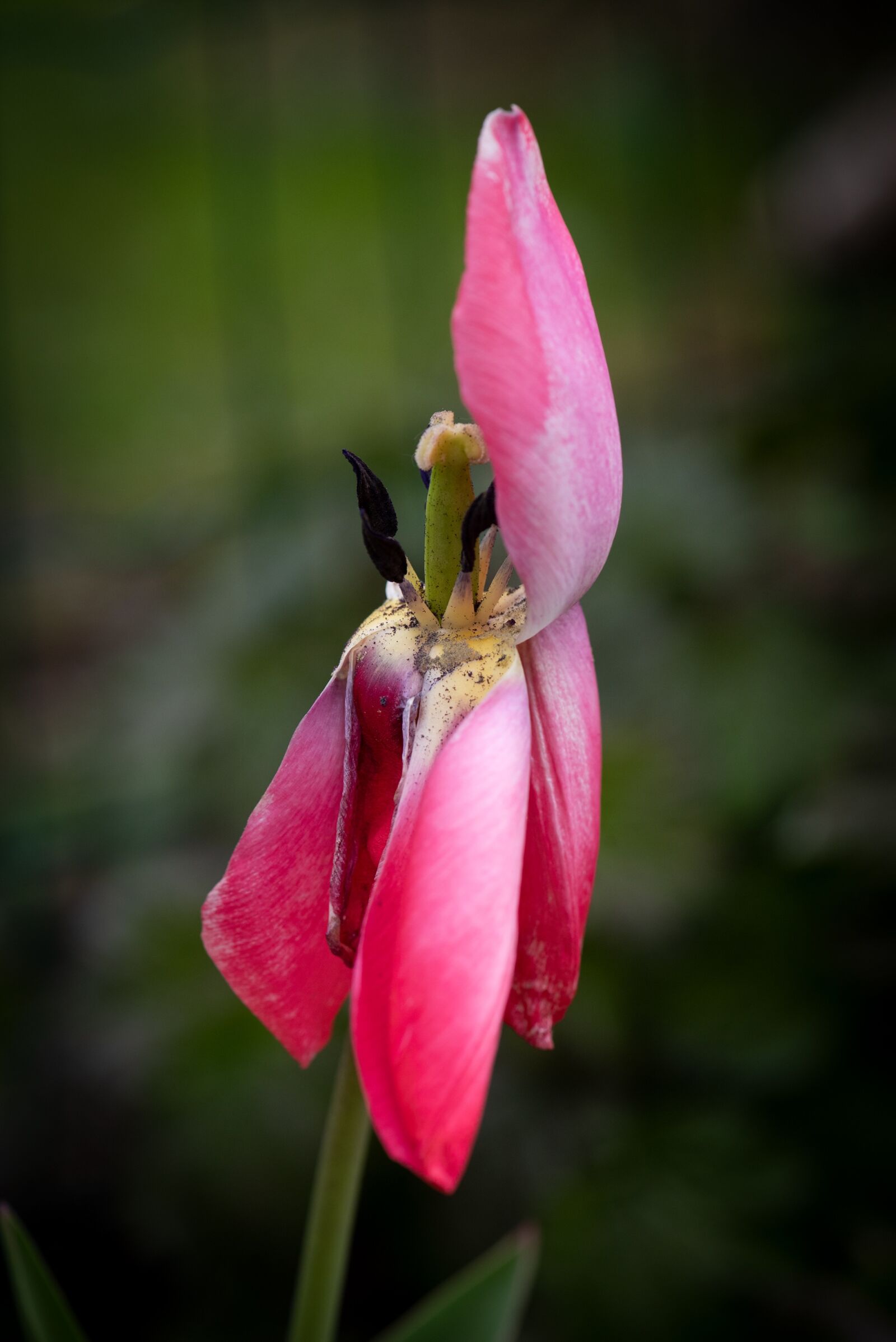 Nikon D750 sample photo. Tulip, blossom, bloom photography