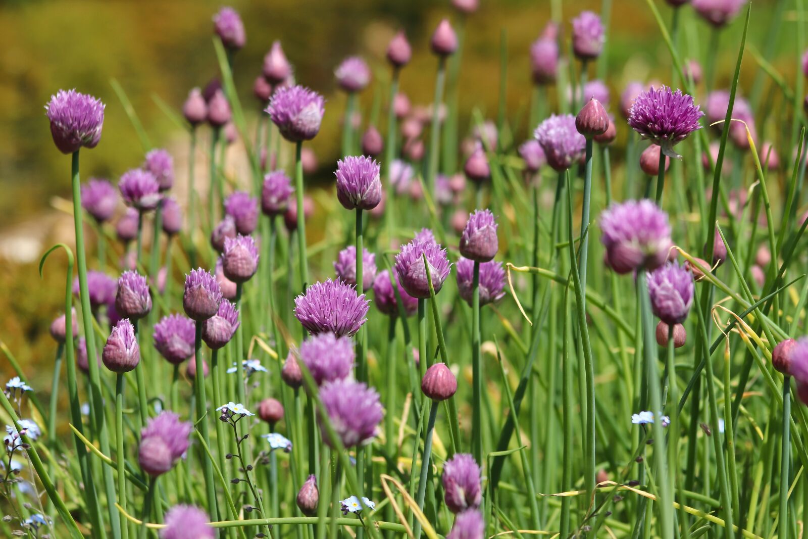 Canon EOS 800D (EOS Rebel T7i / EOS Kiss X9i) sample photo. Chives, chives blossom, flowers photography