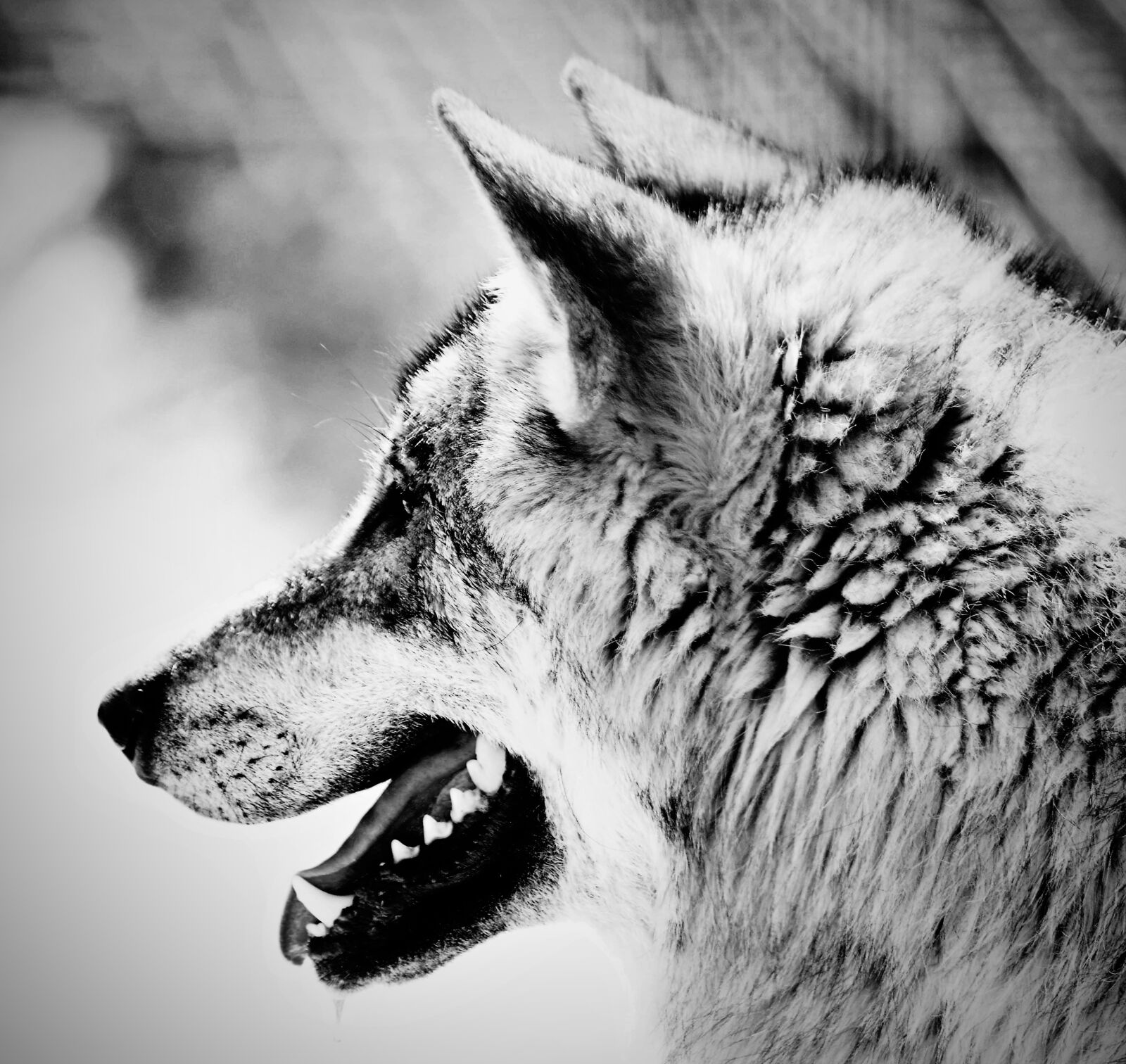 Nikon D7100 sample photo. Zoo areola, south bohemia photography