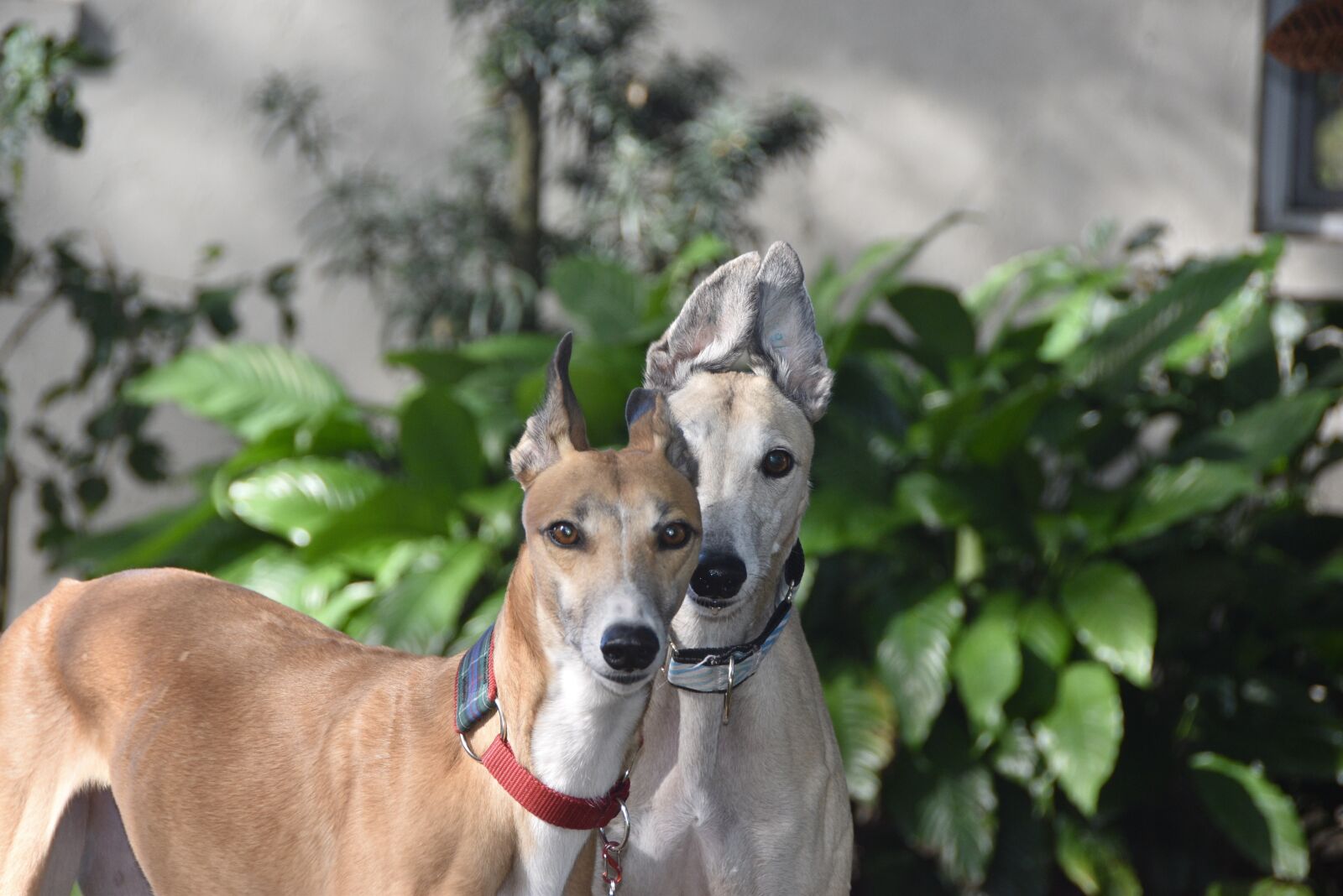 Nikon D5500 sample photo. Greyhounds, sight hound, retired photography