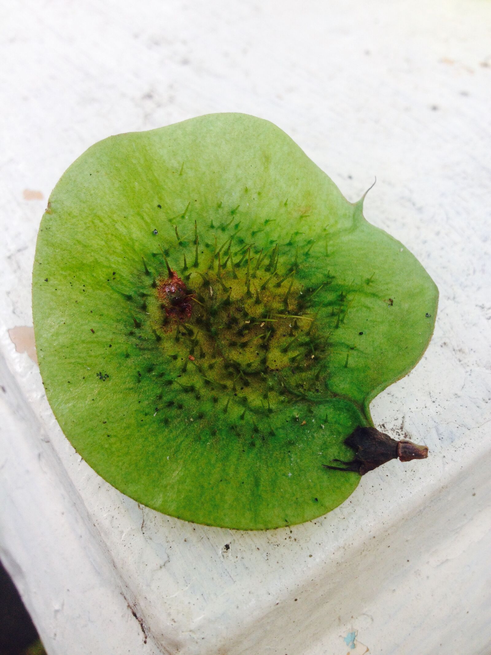 iPhone 4S back camera 4.28mm f/2.4 sample photo. Autumn, leaf, green, natue photography