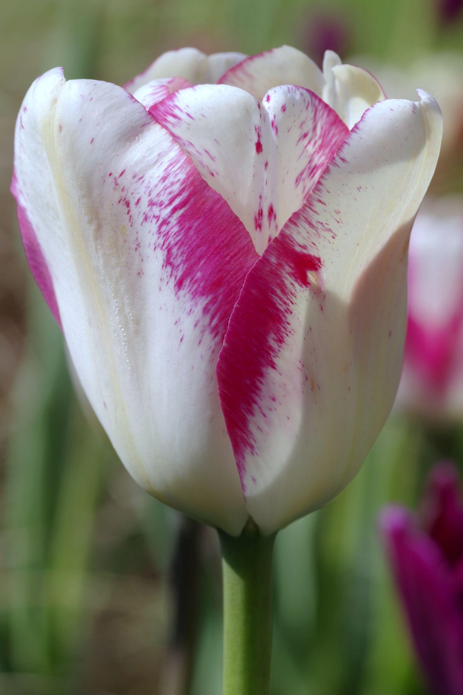 Pentax K-S2 sample photo. Tulip, white and red photography