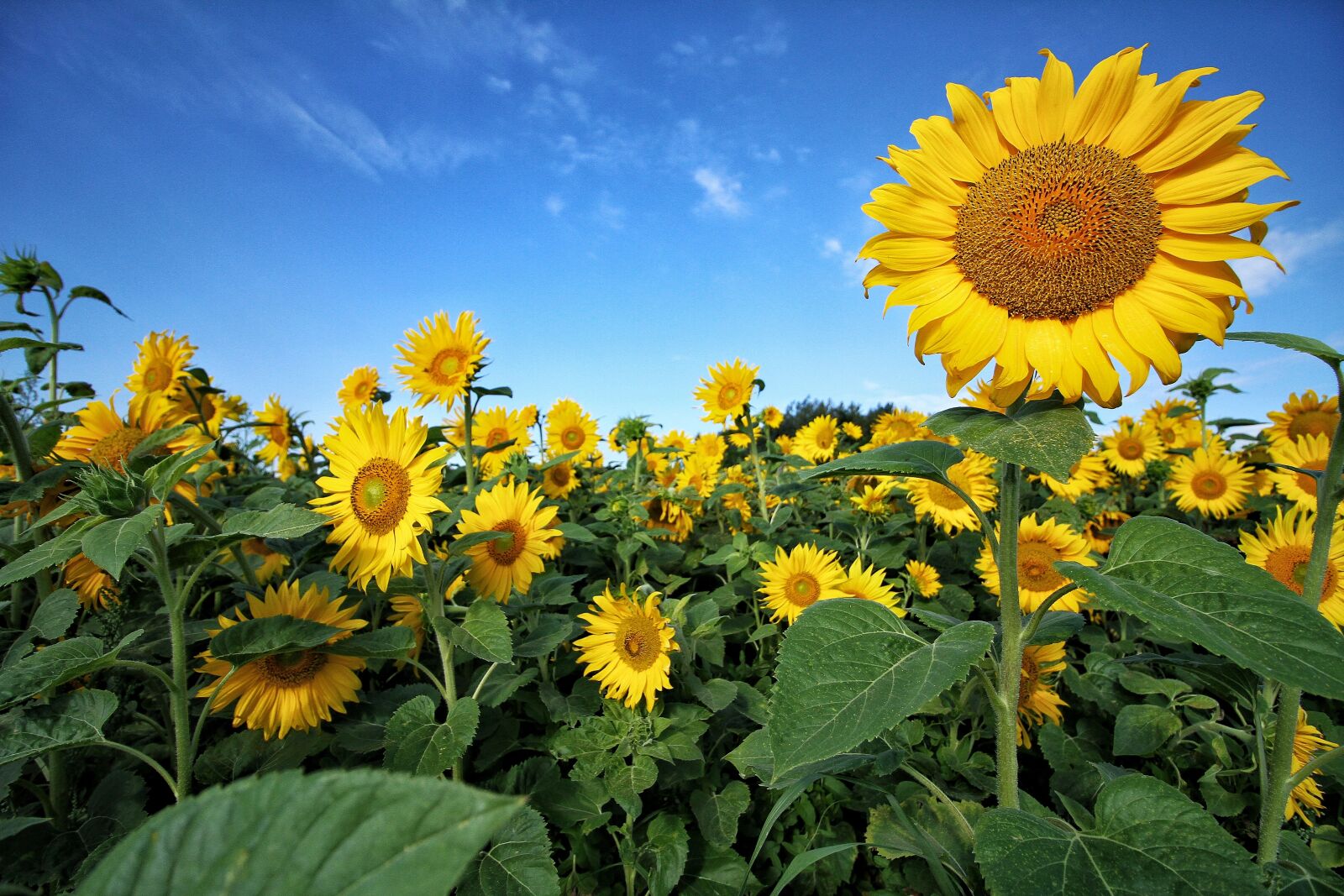 Canon EOS 7D + Canon EF-S 10-18mm F4.5–5.6 IS STM sample photo. Sunflower, green, yellow photography