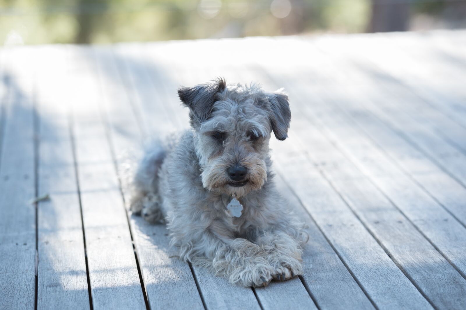 Nikon D750 sample photo. Schnoodle, dog, domestic photography